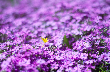 Single yellow flower among bright violet flowers (as a floral background)の写真素材