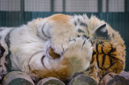 Tiger closing the face with its pawsの写真素材