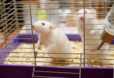 Two cute white rats in a cageの写真素材