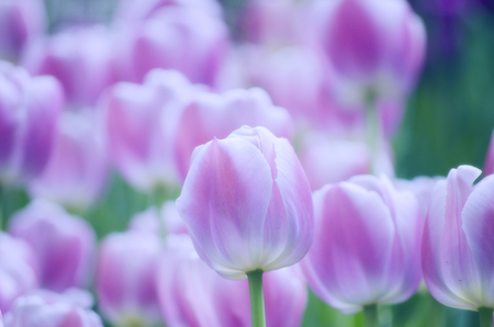 Beautiful floral spring background (field of pink tulips, shallow DOF)の写真素材