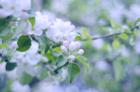 Blurred apple-tree flowers, shallow DOF (retro style)