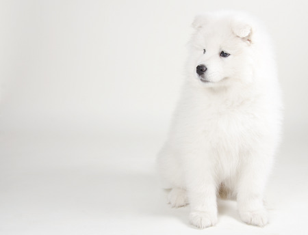 Lovely Samoyed puppy (on a light gray background)の写真素材