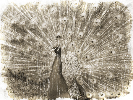 Beautiful male peacock with the opened tail vintage styleの写真素材