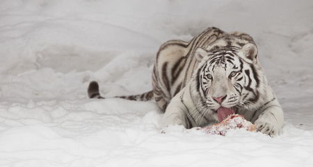 White tiger eating a prey (on the snow)の写真素材