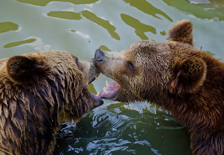 Two bears fighting in the waterの写真素材