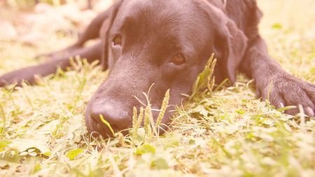 Adorable Labrador Retriever lying in the sun (retro style, with focus on the nose)の写真素材