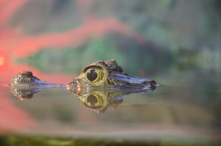 Closeup of crocodile eyes above the water surface (reflected in the water)の写真素材