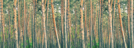 Rows of pine-trees in a thick pine forest (retro style)