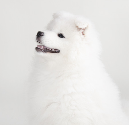 Lovely Samoyed puppy on a light gray backgroundの写真素材