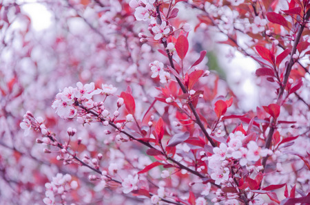 Blurred twigs with the first cherry-tree flowers as a beautiful pink floral background