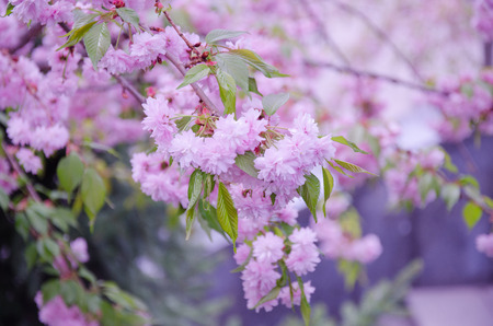 Beautiful bright pink sakura flowers as a bright pink floral background