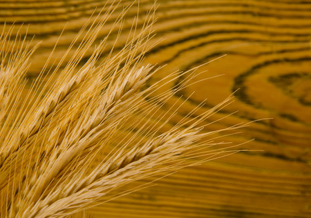 Closeup of golden wheat ears against the background of an old wooden wallの写真素材