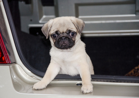 Cute curious pug puppy looking out of a carの写真素材