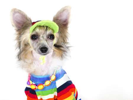 Cute Chinese Crested dog (Powderpuff variety, puppy) wearing a bright multicolored shirt, beads and a hat, on a white background with copy spaceの写真素材