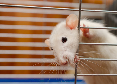 Funny white rat looking out of a cage (shallow DOF, selective focus on the rat nose)の写真素材