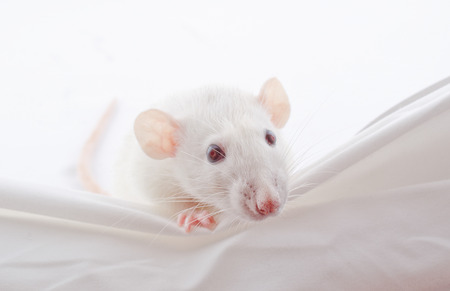 Funny big-eared white rat peeping over the edge (selective focus on the nose and whiskers)の写真素材
