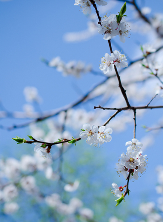 Branch with beautiful apricot flowers against the background of a blue sky in the spring as a flower spring background (shallow DOF, selective focus)の写真素材