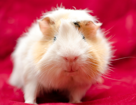 Cute funny guinea pig on a red background, selective focus on the guinea pig noseの写真素材