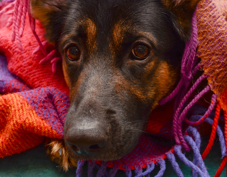 German shepherd dog under a cozy plaid blanket (selective focus on the dog eyes)の写真素材