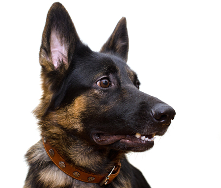 Cute German shepherd with a funny expression looking sideward (isolated on white)の写真素材
