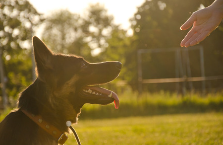 Blurred silhouette of a German shepherd looking at a human hand (in the golden rays of sun light at...