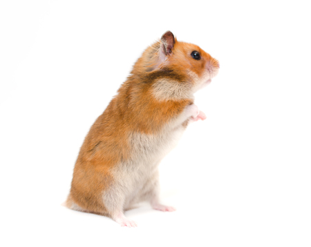 Cute Syrian hamster standing on its hind legs and looking sideward with attention (isolated on white, selective focus on the hamster ear)の写真素材