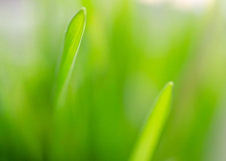 Macro shot of blurred out-of-focus silhouettes of green grass, very shallow DOF (as an abstract blurred green background)の写真素材