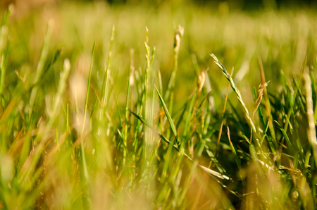 Macro shot of blurred silhouettes of green grass in golden rays of the sunlight, very shallow DOF with selective focus on single blades of grass (as an abstract summer background)の写真素材