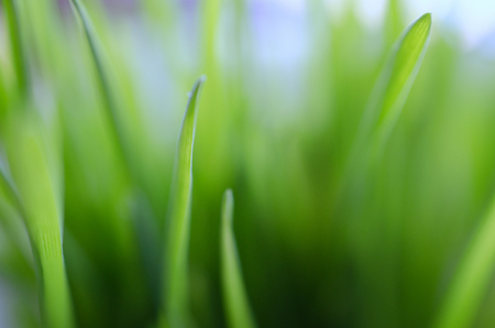 Macro shot of blurred out-of-focus silhouettes of green grass in the morning mist, very shallow DOF (as an abstract blurred green background)の写真素材