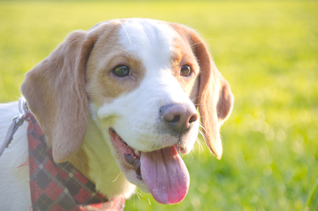Happy beagle puppy against the bright backgroundの写真素材