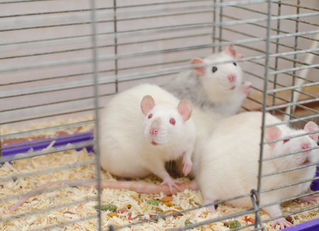 Scared laboratory rats in a cage, selective focus on one of the ratsの写真素材