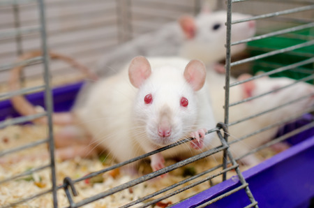 Curious white laboratory baby rat looking out of a cage, shallow DOF with selective focus on the rat eyesの写真素材