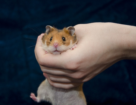 Cute funny Syrian hamster hiding in a human hand (against the dark background)の写真素材