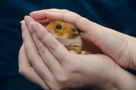 Cute tiny Syrian hamster hiding in human hands (against the dark background)の写真素材