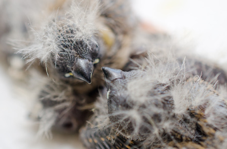 Two baby Zebra Finches in a nest, view from above (shallow DOF, selective focus on the baby bird heads)の写真素材