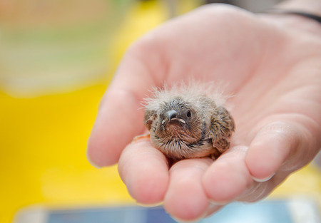 Cute baby bird (Zebra Finch) on a human hand, shallow DOF with selective focus on the baby bird headの写真素材