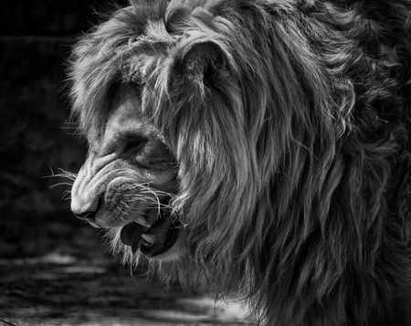 Portrait of a fierce male African lion growling and showing its teeth (in black and white, retro style)の写真素材