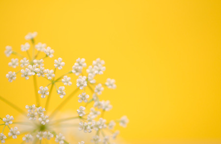 Beautiful blurred white flowers against the bright yellow background (very shallow DOF, selective focus), copyspace on the right for your textの写真素材