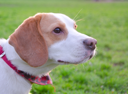 Beagle puppy against the background of green grassの写真素材