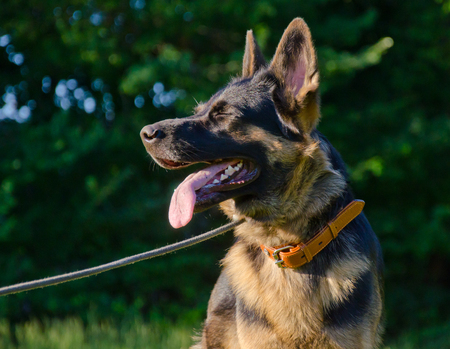 Happy German shepherd in the sunlight (with its eyes closed)の写真素材