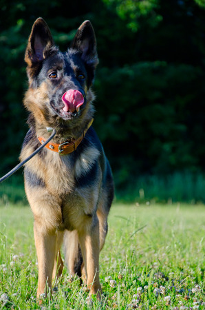 German shepherd folding its tongue in a funny wayの写真素材