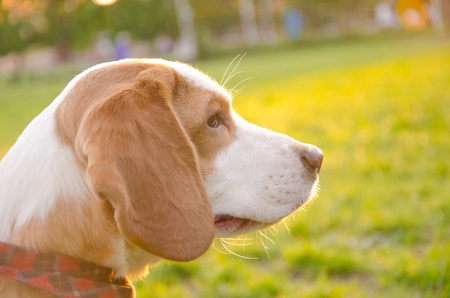 Dreamy thoughtful beagle puppy in the rays of sun light (selective focus on the puppy eyes)の写真素材