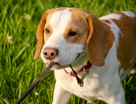 Stubborn beagle puppy misbehaving and pulling its leash with its teeth (selective focus on the puppy eyes)の写真素材