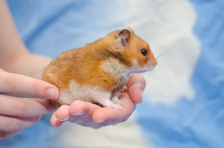 Funny cute Syrian hamster in human hands (against a bright blue background)の写真素材