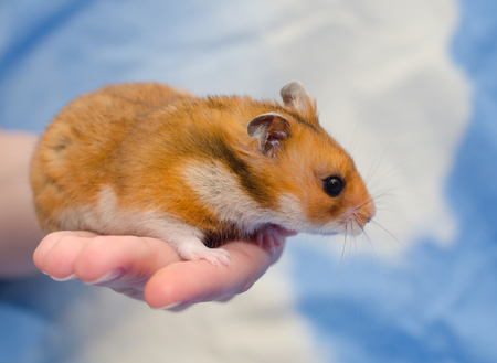 Funny cute Syrian hamster sitting on a human hand (against a bright blue background)の写真素材
