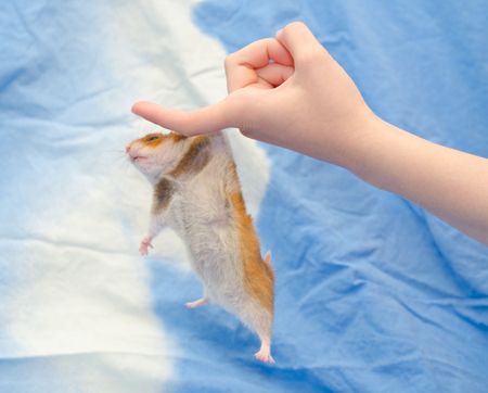 Funny cute Syrian hamster hanging on a human finger (against a bright blue background), selective focus on the human handの写真素材