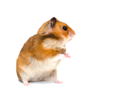 Cute Syrian hamster standing on its hind legs and looking sideward with attention (isolated on white)の写真素材