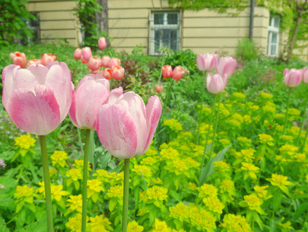 Three beautiful pink tulips against a background of other tulips and an old traditional country house, retro styleの写真素材