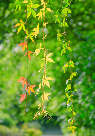 Bright green leaves on twigs with some autumn leaves already turning red and yellow (as the early autumn concept), selective focus on the red leavesの写真素材