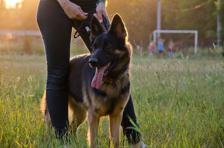 German shepherd walking with its human (in the golden rays of sunlight at the sunset)の写真素材